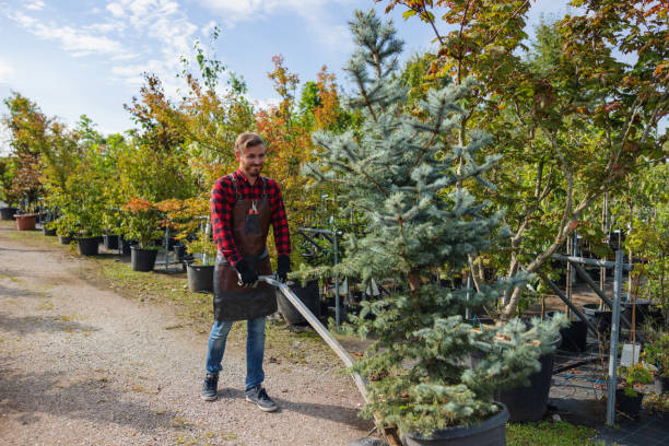 Best Commercial Tree Services  in Lutz, FL